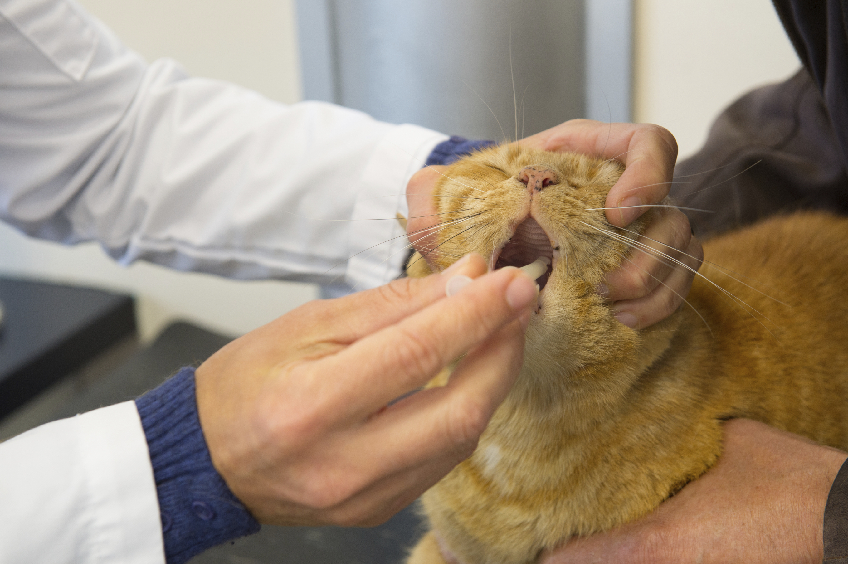 Mon Chat Boite Douleur A La Patte Chez Le Chat Claudication Du Chat Doctissimo