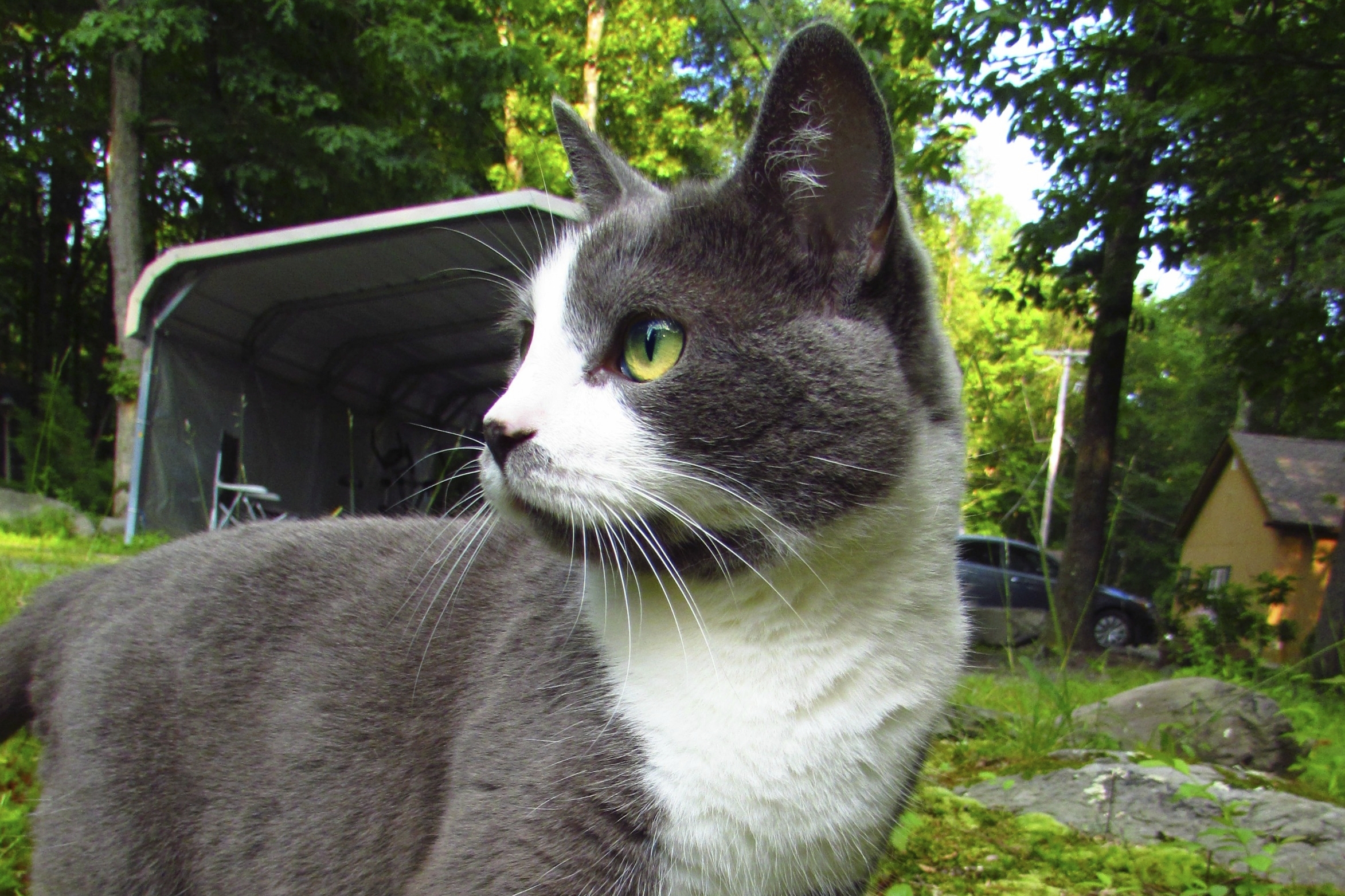 Mon Chat Tousse Ou Eternue Toux Chez Le Chat Doctissimo