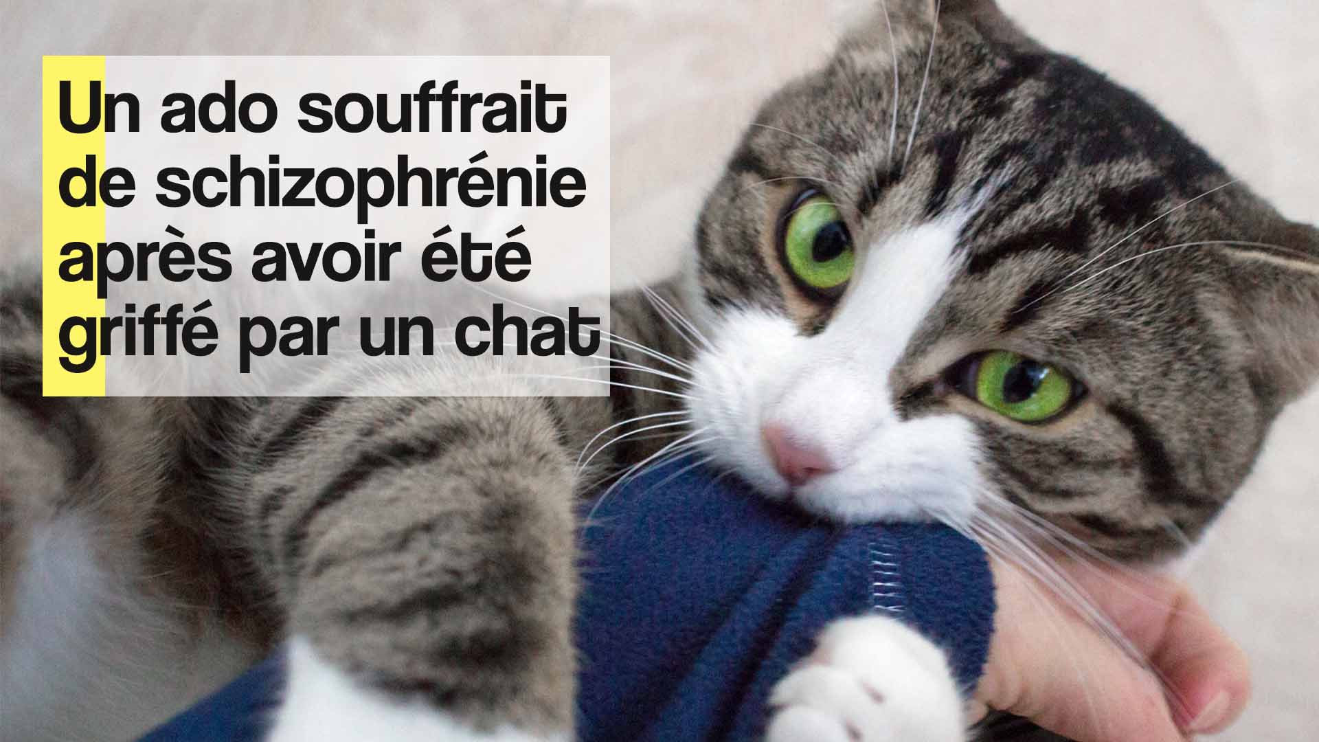 Un Adolescent Devient Schizophrene Apres Avoir Ete Griffe Par Son Chat